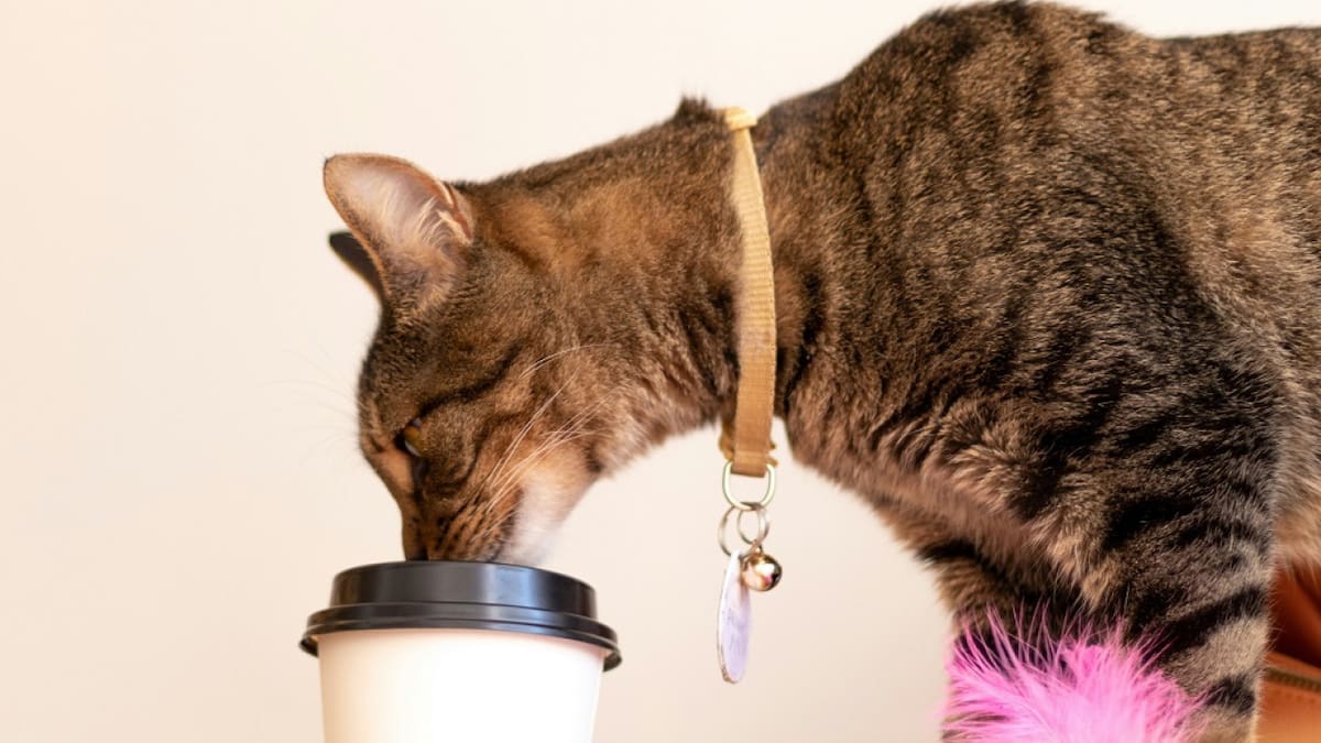 Más allá de ser una oportunidad para la socialización de mascotas, las cafeterías de mascotas son un negocio sumamente lucrativo. Foto: Pexels.