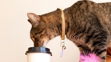 Más allá de ser una oportunidad para la socialización de mascotas, las cafeterías de mascotas son un negocio sumamente lucrativo. Foto: Pexels.