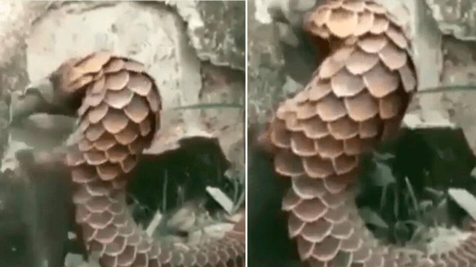 armadillo