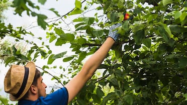 Soporta el calor del verano: el árbol que da frutos todo el año y crece a gran velocidad