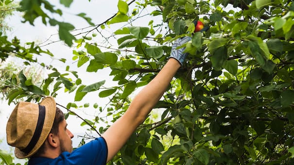 Soporta el calor del verano: el árbol que da frutos todo el año y crece a gran velocidad