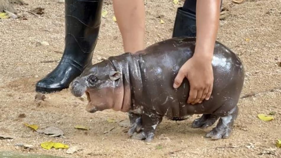 Moo Deng, el bebé de hipopótamo pigmeo que es furor en las redes. Fuente: EFE