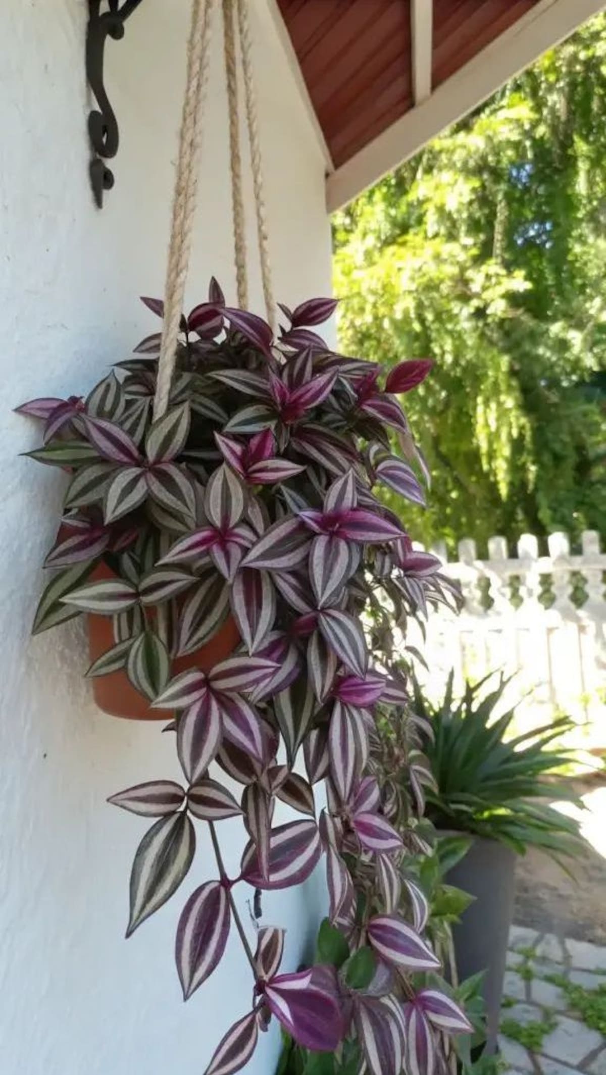 me harias un pie de foto
La tradescantia se destaca por sus hojas violetas y sus tallos colgantes, ideales para decorar repisas y estantes con un toque natural.
