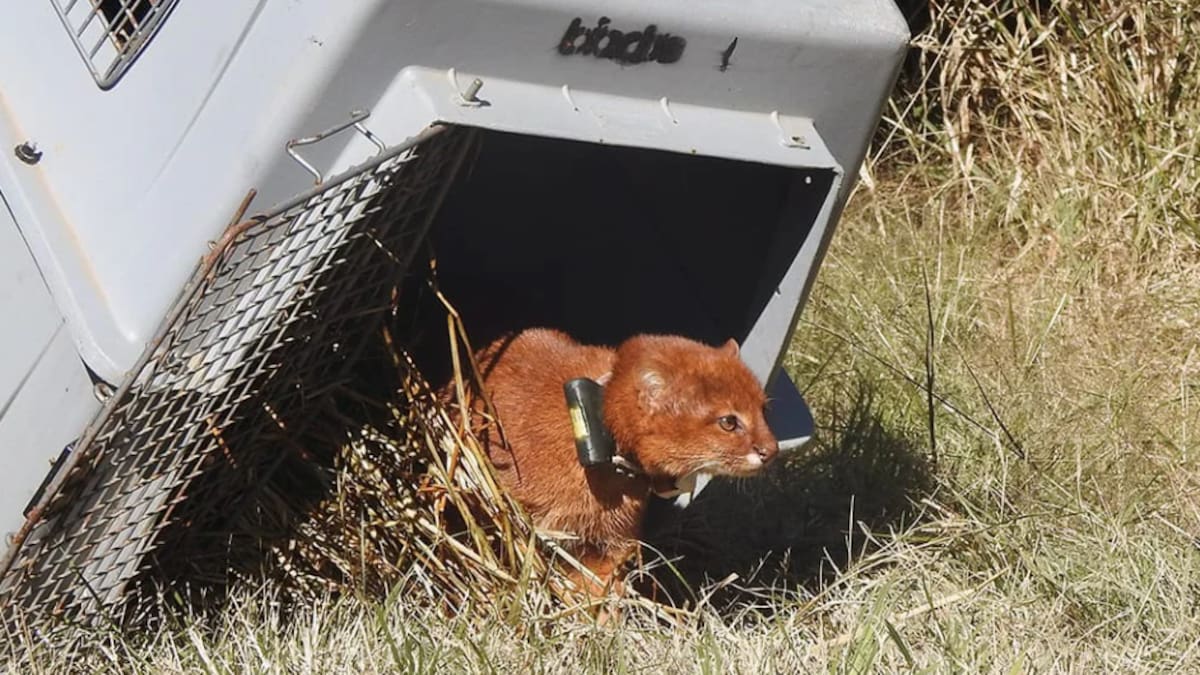 Hito para la conservación en Argentina: por primera vez, liberan a un yaguarundí que será monitoreado por satélite en su hábitat natural