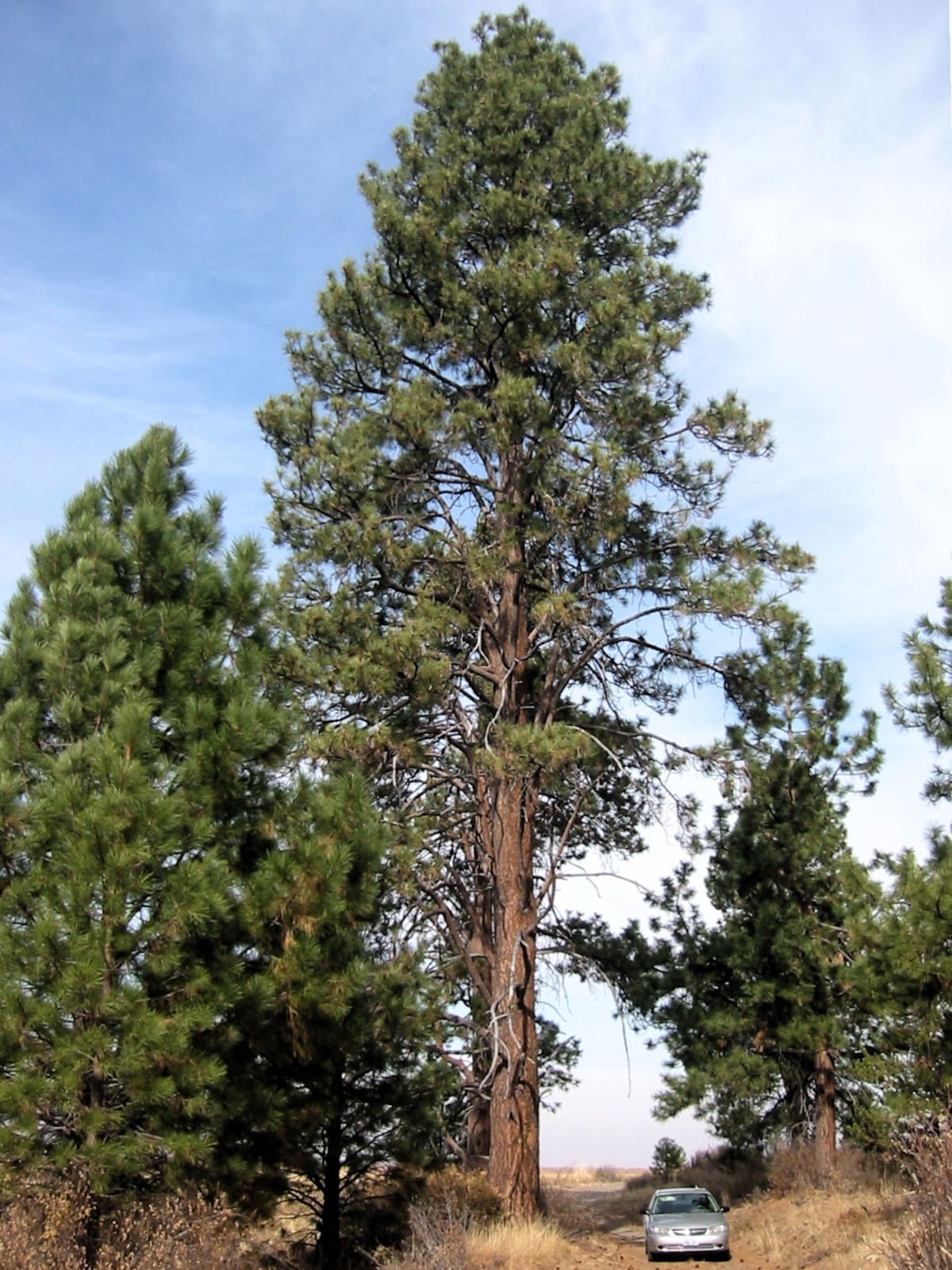 Pinos
