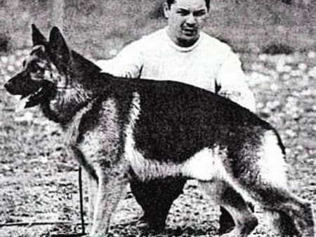 Chonino, el perro policía que murió cuando enfrentó a delincuentes. Foto: X/@MinSeguridad_Ar