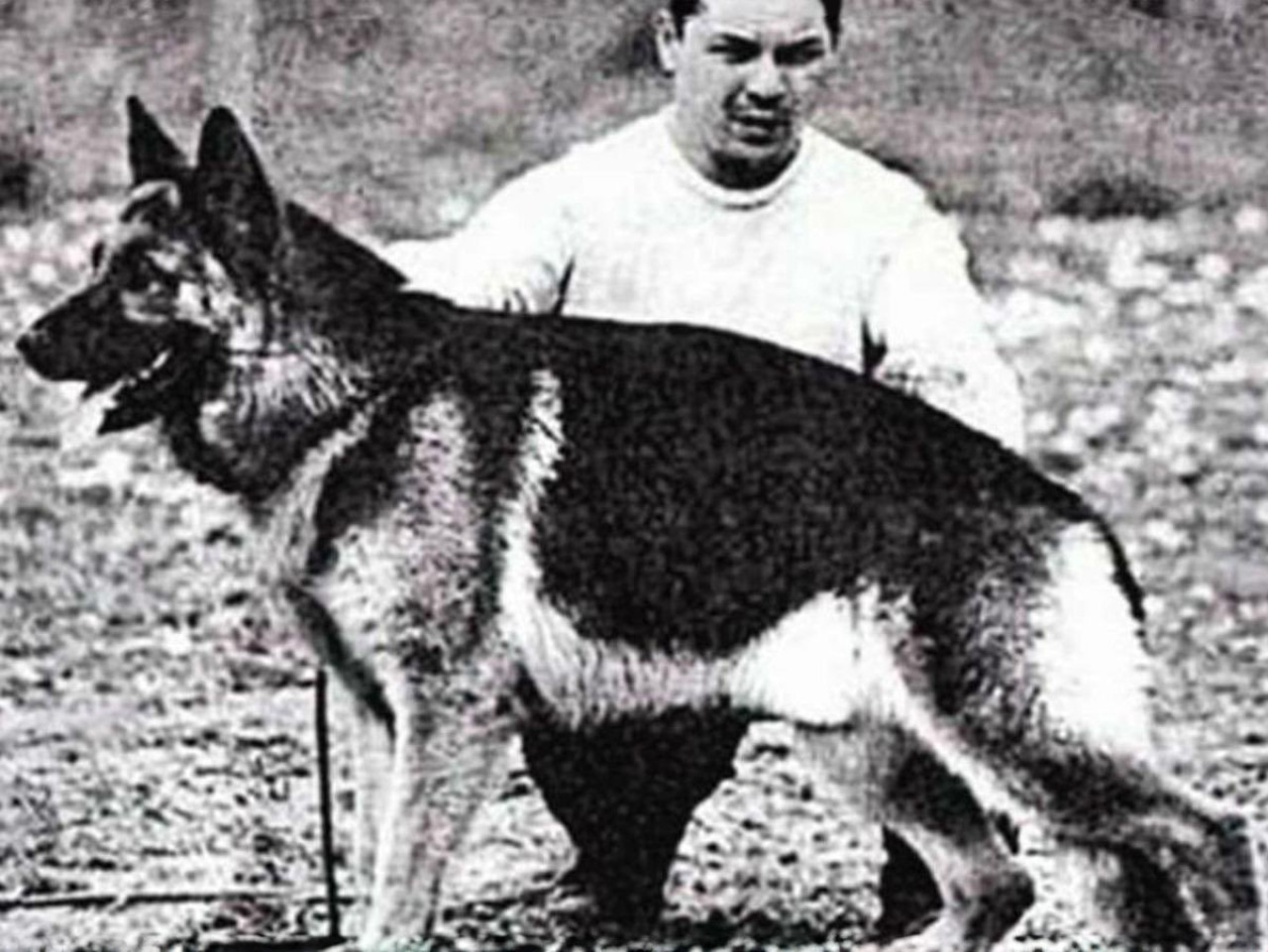 Chonino, el perro policía que murió cuando enfrentó a delincuentes. Foto: X/@MinSeguridad_Ar