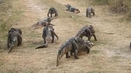 VIDEO: los yacarés escapan de los incendios en Corrientes