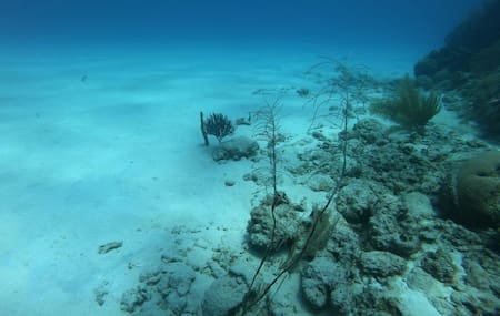 Profundidades del océano. Foto: Unsplash