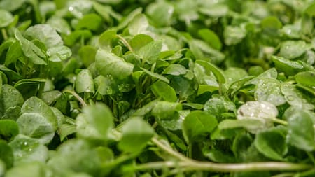 ¿Sabías que hay un alimento que es el más sano del mundo?. Foto Unsplash.