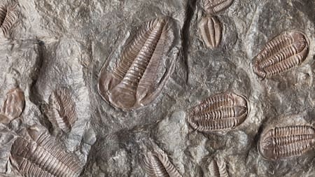 Fósiles en el fondo del océano. Foto: Unsplash.