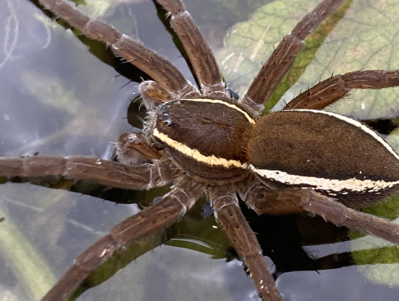 Una araña gigante que existió hace millones de años. Foto X @choquei