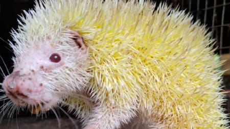 Por qué el descubrimiento del primer puercoespín quichua albino fue celebrado y llorado