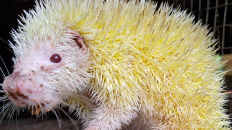 puercoespín albino. Foto: @inabio_ec