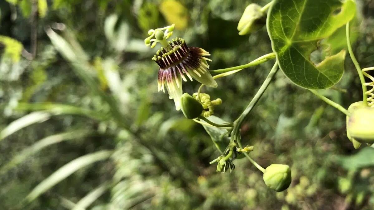 Encuentran una planta que se creía extinta hace 135 años.