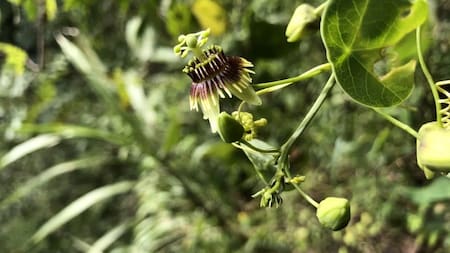 Hallazgo histórico: encuentran una planta que se creía extinta hace 135 años