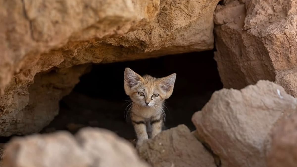 Estaba solo y débil en el desierto: la conmovedora historia del pequeño gato de las arenas que esperó durante días el regreso de su madre