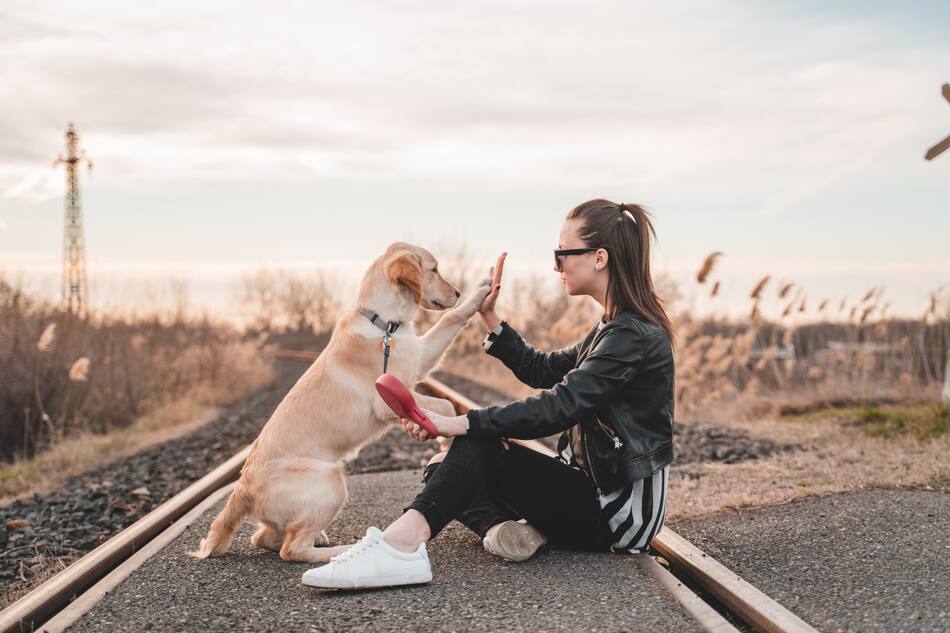 Crean una droga para alargar la vida de los perros. Foto: Unsplash