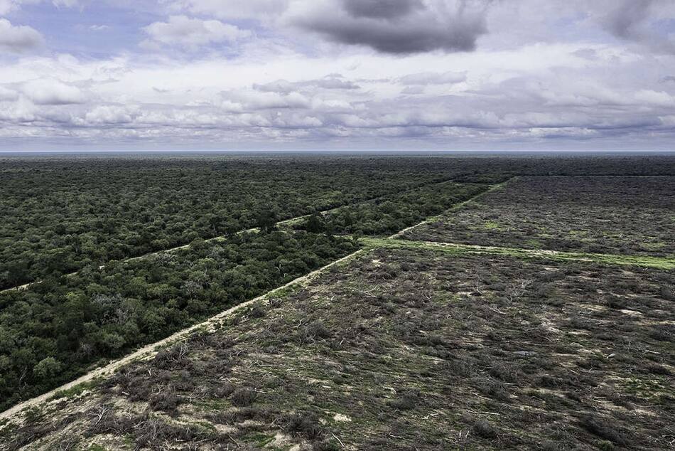 Desmonte en el norte argentino. Foto: Greenpeace Argentina