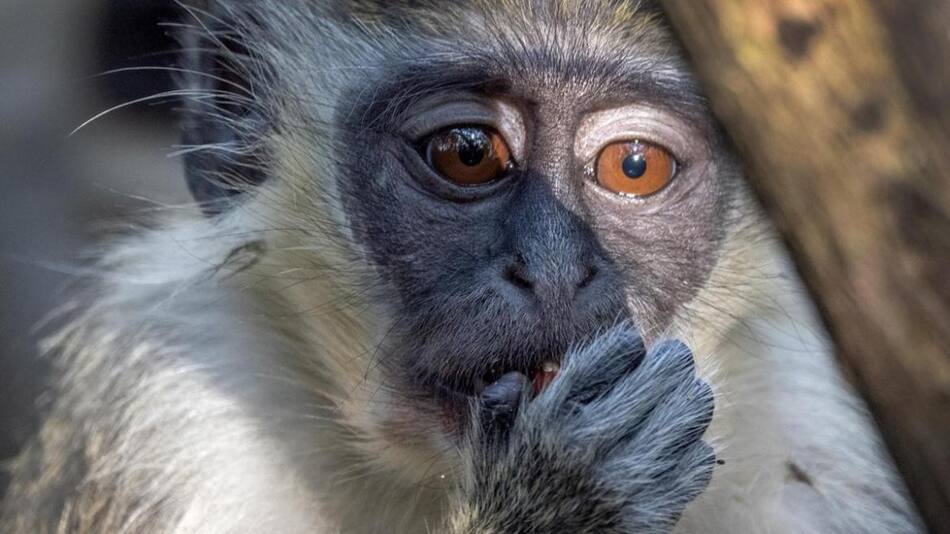 Monos, animales. Foto: EFE.