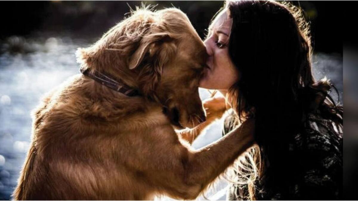 Un veterinario revela lo que siente un perro antes de sacrificarlo