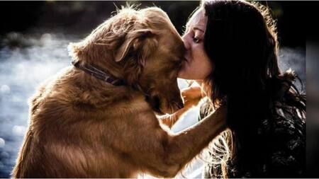 Un veterinario revela lo que siente un perro antes de sacrificarlo