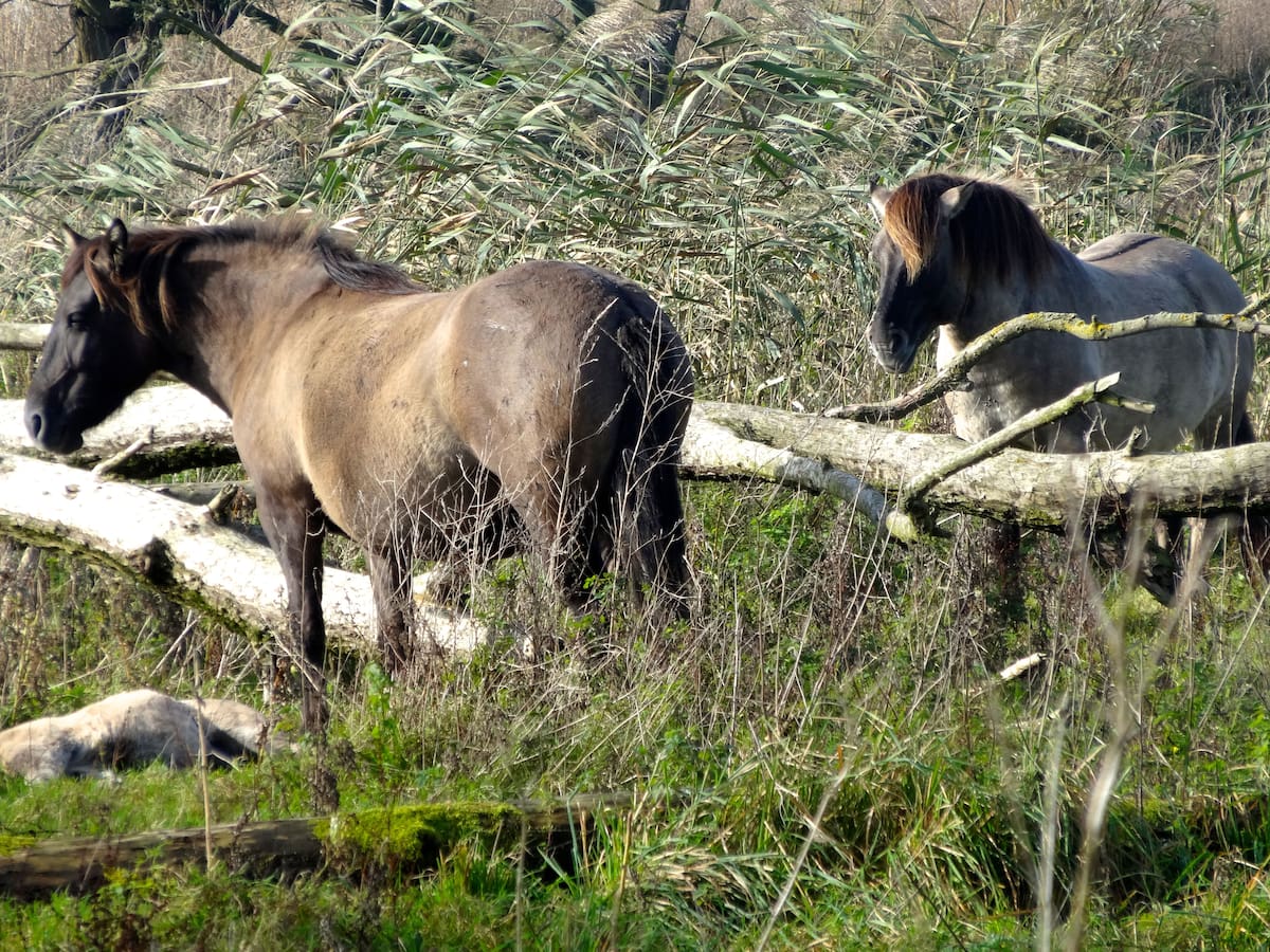 Caballos Konik pastando en el humedal de Oostvaardersplassen.