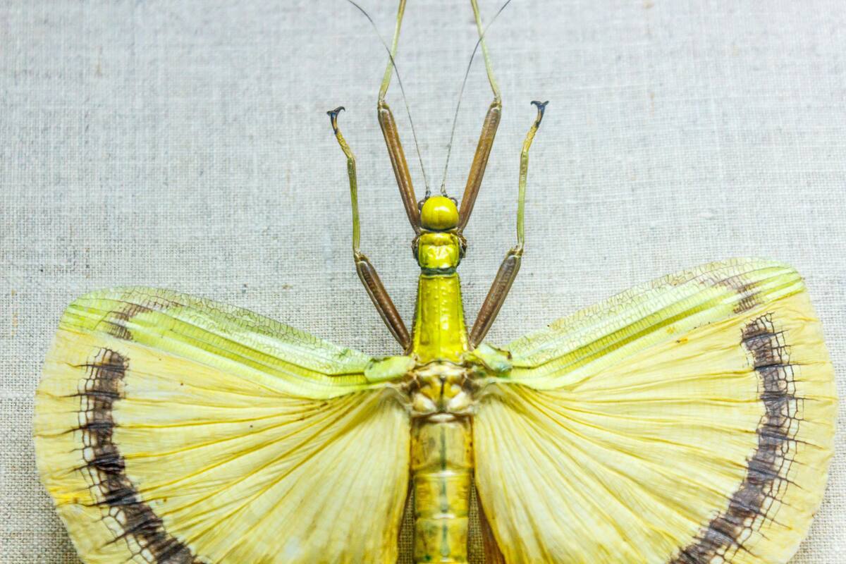Insecto hoja. Foto: Pexels.