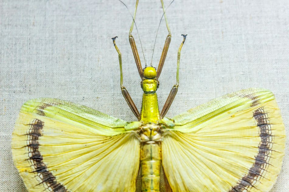Insecto hoja. Foto: Pexels.