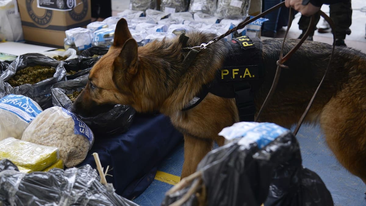 La Policía podrá usar el olor para identificar personas: así funciona la “odorología forense”