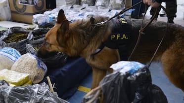 La Policía podrá usar el olor para identificar personas: así funciona la “odorología forense”