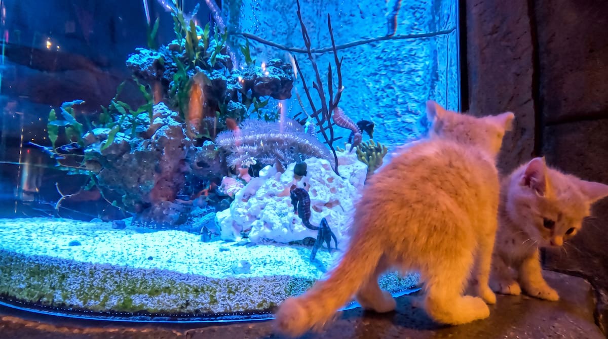 Los pequeños gatitos exploraron el acuario antes de su apertura al público y se encontraron cara a cara con tiburones, tortugas y rayas.