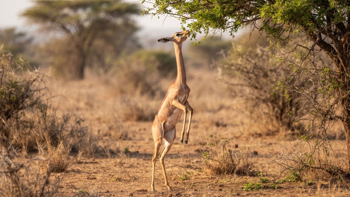 La gacela jirafa, conocida científicamente como Litocranius walleri o gerenuk, habita regiones secas del este de África.