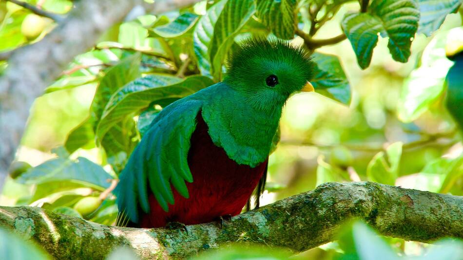 Quetzal. Foto: Unsplash.