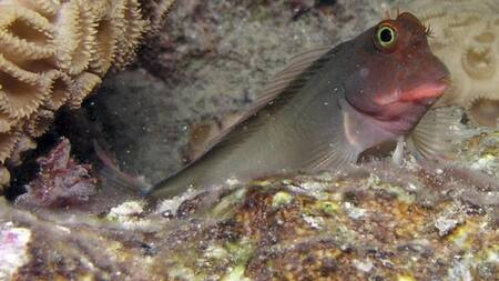 Descubren un nuevo parásito en el "bleni de labios rojo" y en todos los peces del mundo. Foto: EFE