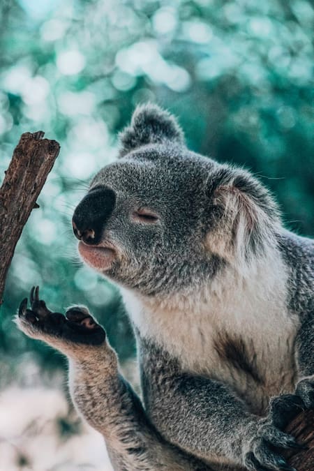 Koala. Fuente: Unsplash
