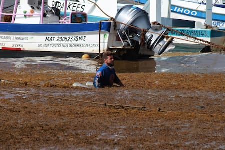 Operativo de limpieza del sargazo en el Caribe. Foto: EFE/ Lourdes Cruz.