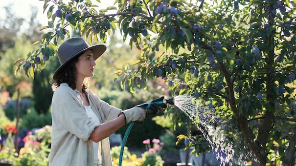 Todo sobre el ciruelo: el árbol frutal que se adapta a jardines chicos y no daña las veredas, ideal para el verano