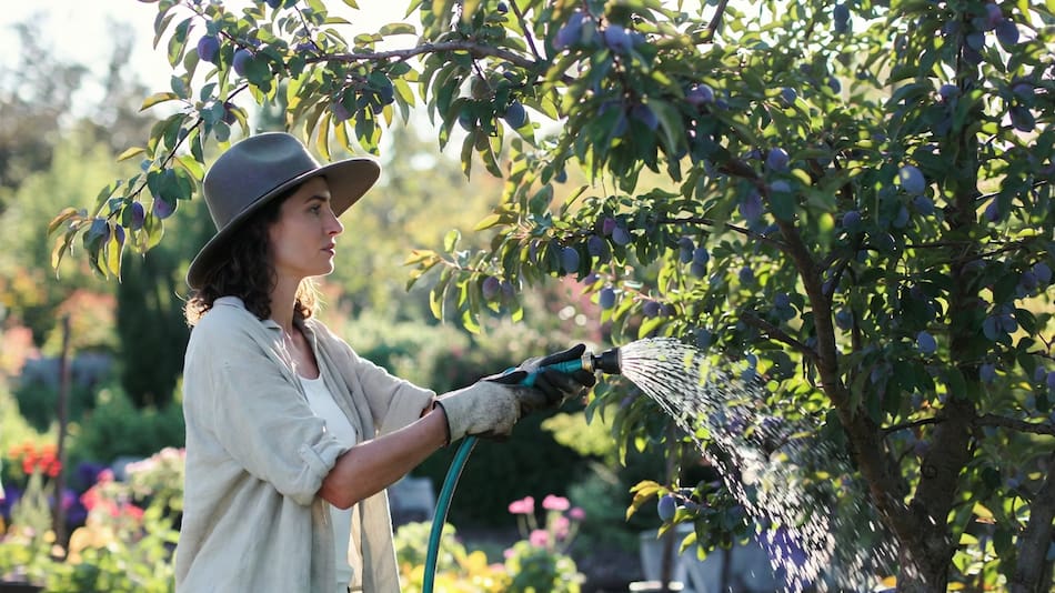 Por qué el árbol ciruelo es ideal para jardines pequeños y veredas urbanas.