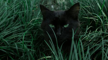 Gatos. Foto: Unsplash