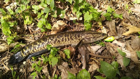 El pez Channa argus, conocido como cabeza de serpiente del norte. Foto: Natusfera.