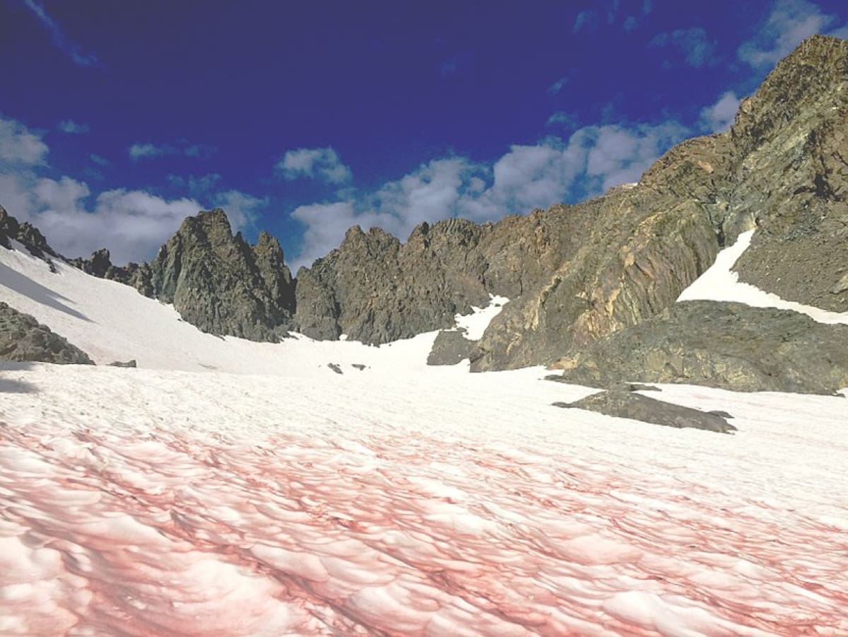 Nieve de Sandia. Foto: Wikipedia, Paul Wade.