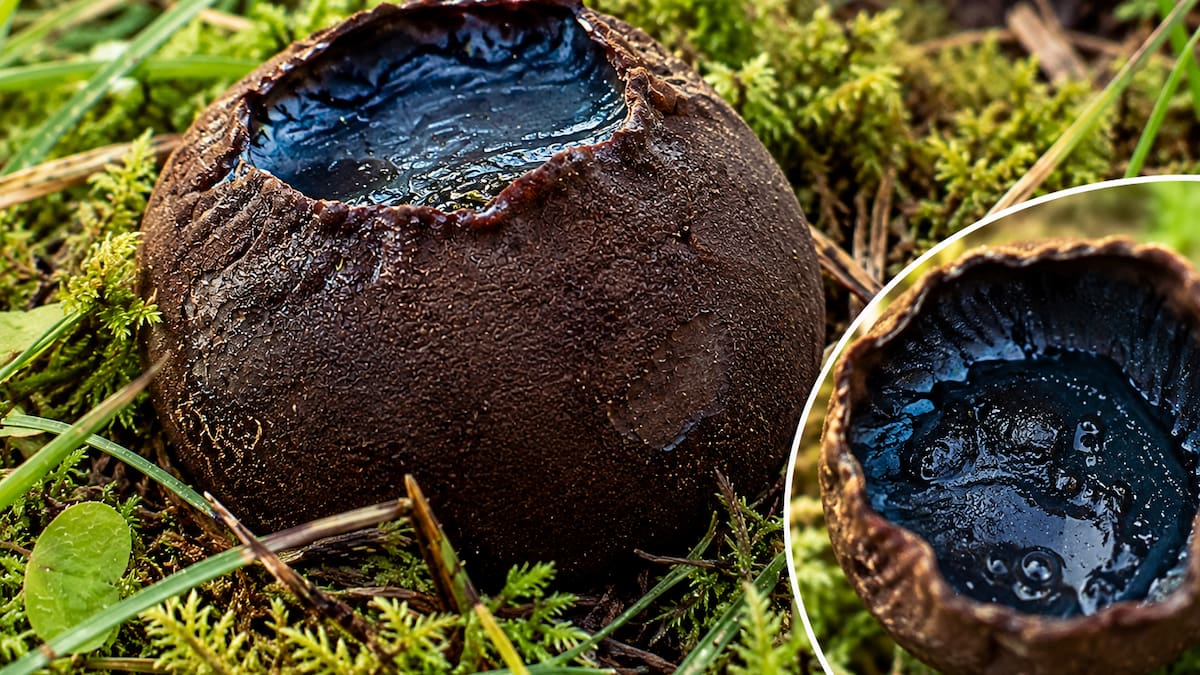 Caldero de Bruja, el hongo gelatinoso que nace en los bosques boreales y que en 2026 está amenazado por la pérdida de hábitat