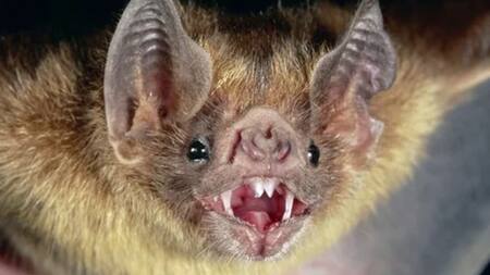 Un murciélago en Canadá. Foto: NA.