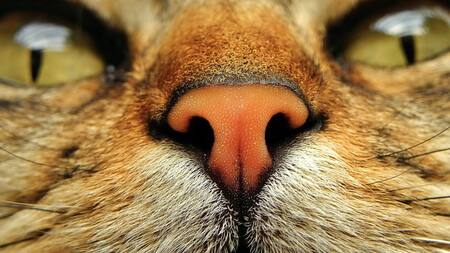 Funcionamiento de la nariz de los gatos. Foto: Unsplash.