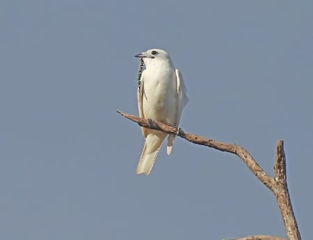 Campanero blanco. Foto: ebird.org