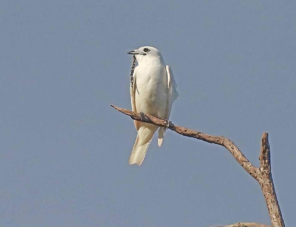 Campanero blanco. Foto: ebird.org