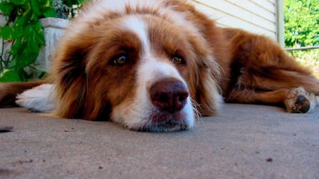 Fin del mito: queda demostrado que un año humano no equivale a siete de un perro