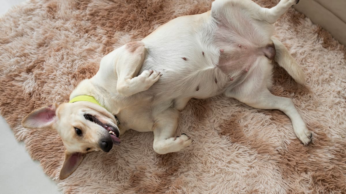 Qué significa que los perros duerman panza arriba