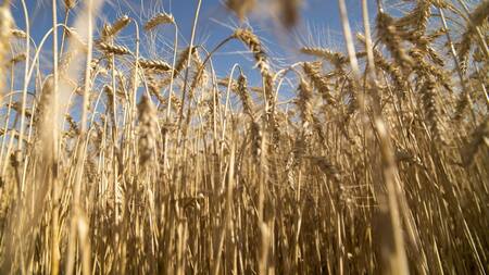 Trigo, economía argentina, NA